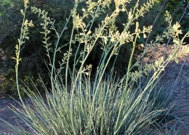 Yellow Yucca 'Little Miss Sunshine'