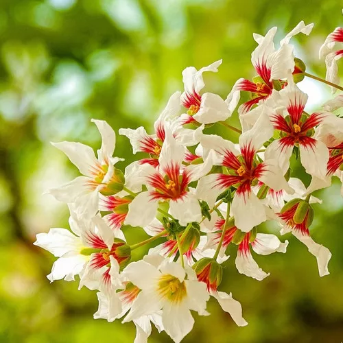 Yellowhorn Seeds (Xanthoceras sorbifolium) Edible Oil Flowering Tree