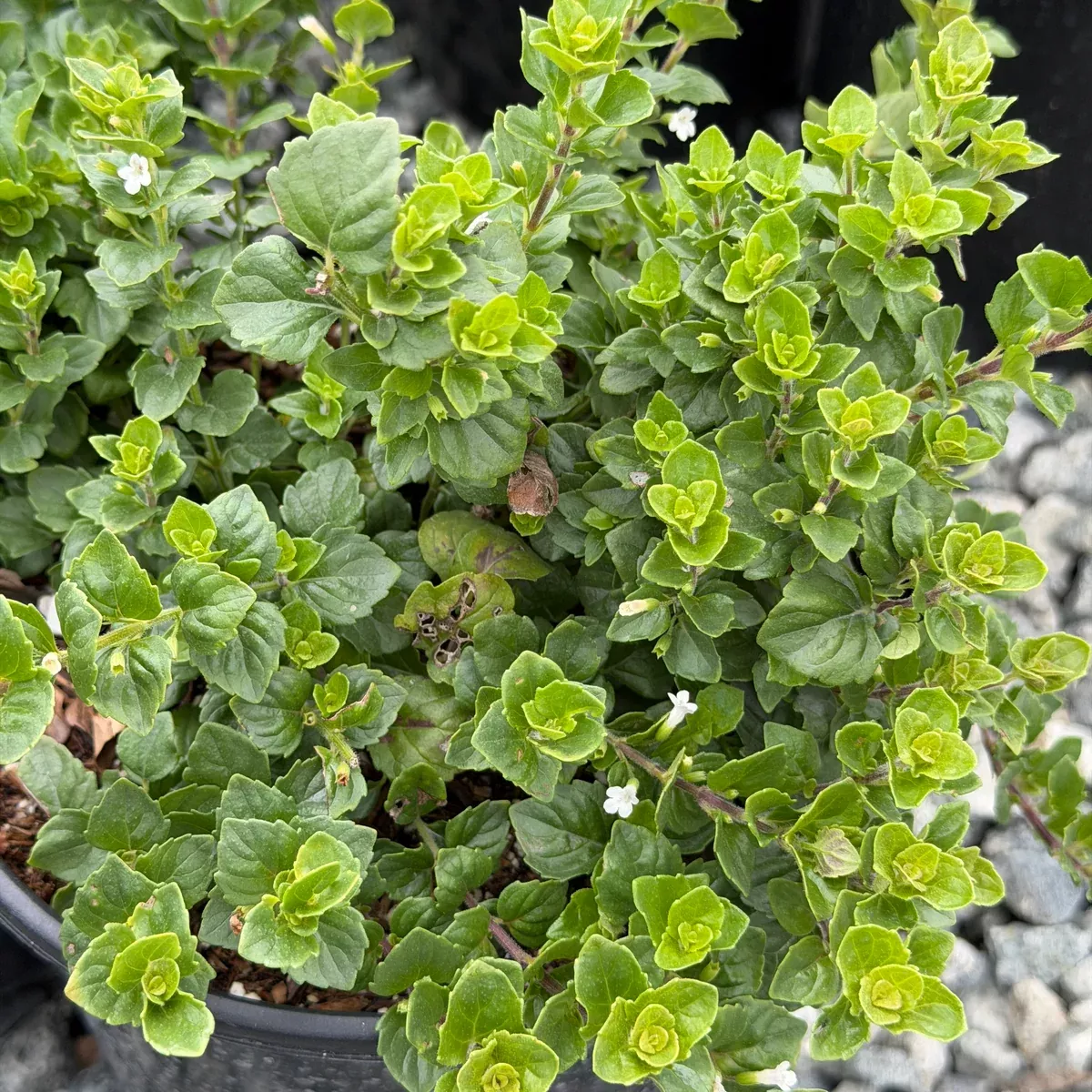 Yerba Buena