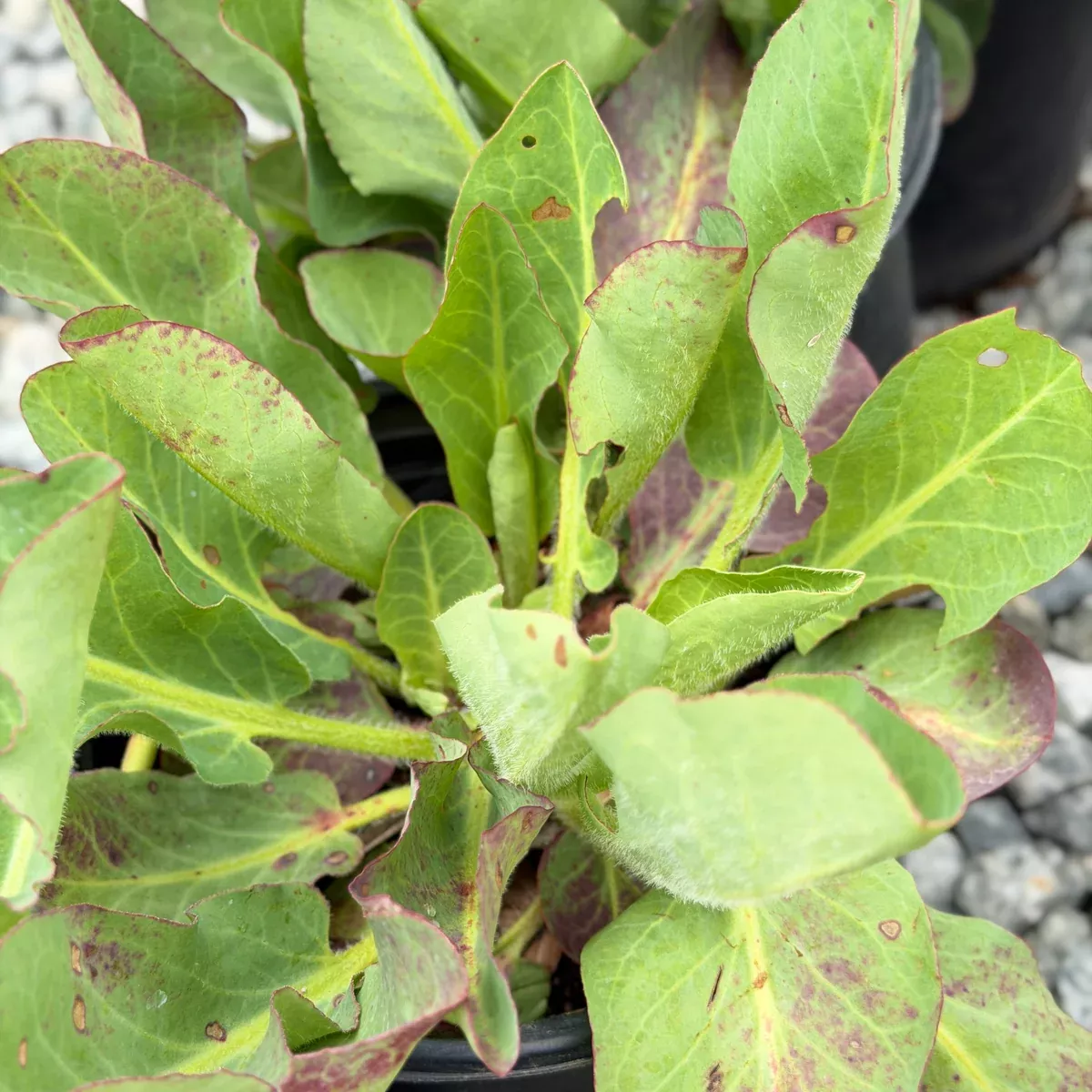 Yerba Mansa