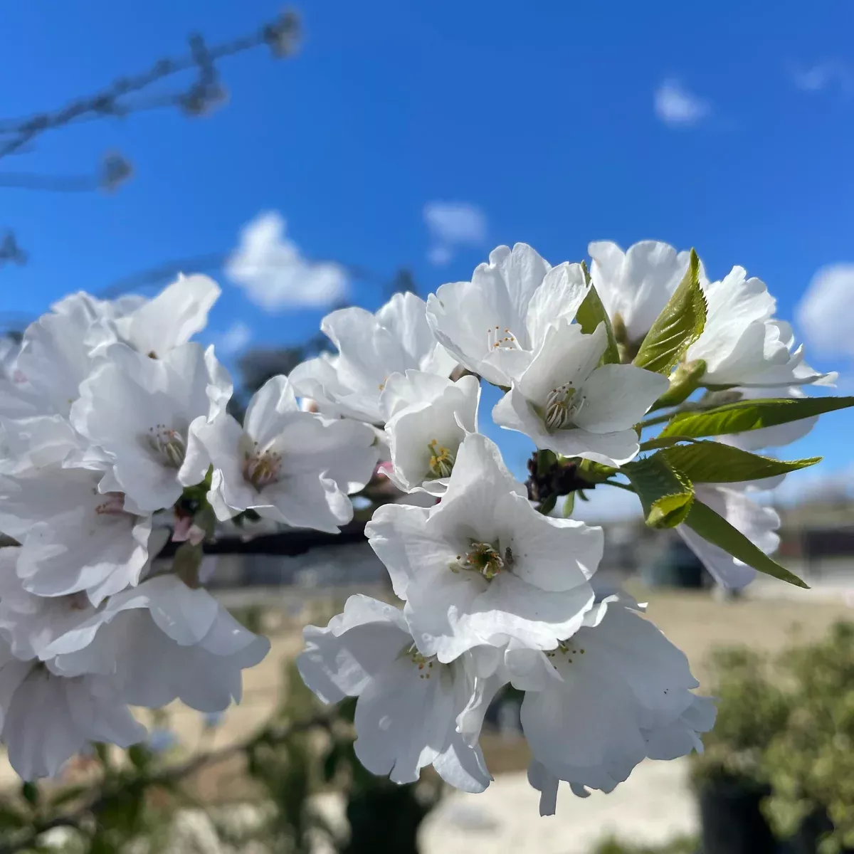 Yoshino Flowering Cherry