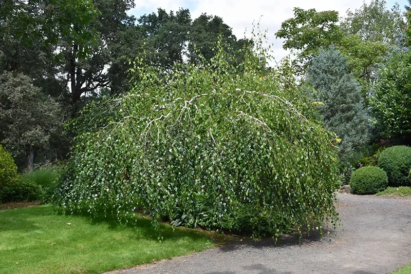 Young's Weeping Birch - Betula pendula 'Youngii' - 15 Gallon Potted Tree