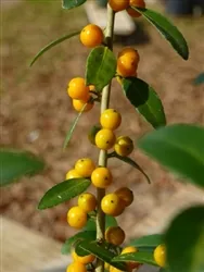 YOUPON HOLLY-Ilex vomitoria ‘Anna’s Choice’ Evergreen Shrub Zone:5
