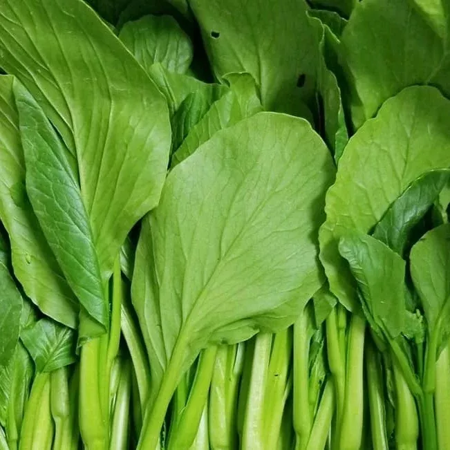 Yu Choy Seeds (Brassica rapa var. parachinensis) – 150+ Seeds for Tender, Flavorful Greens Perfect for Stir-Fries and Soups