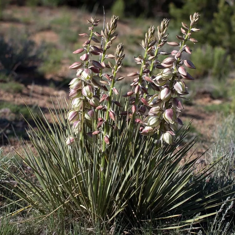 Yucca Baccata