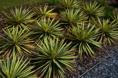 Yucca Color Guard 1gal