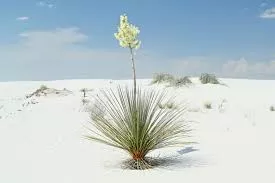 Yucca Elata