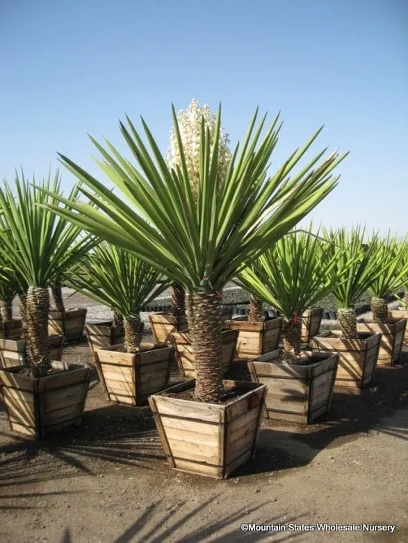 Yucca Faxoniana Spanish Daggar