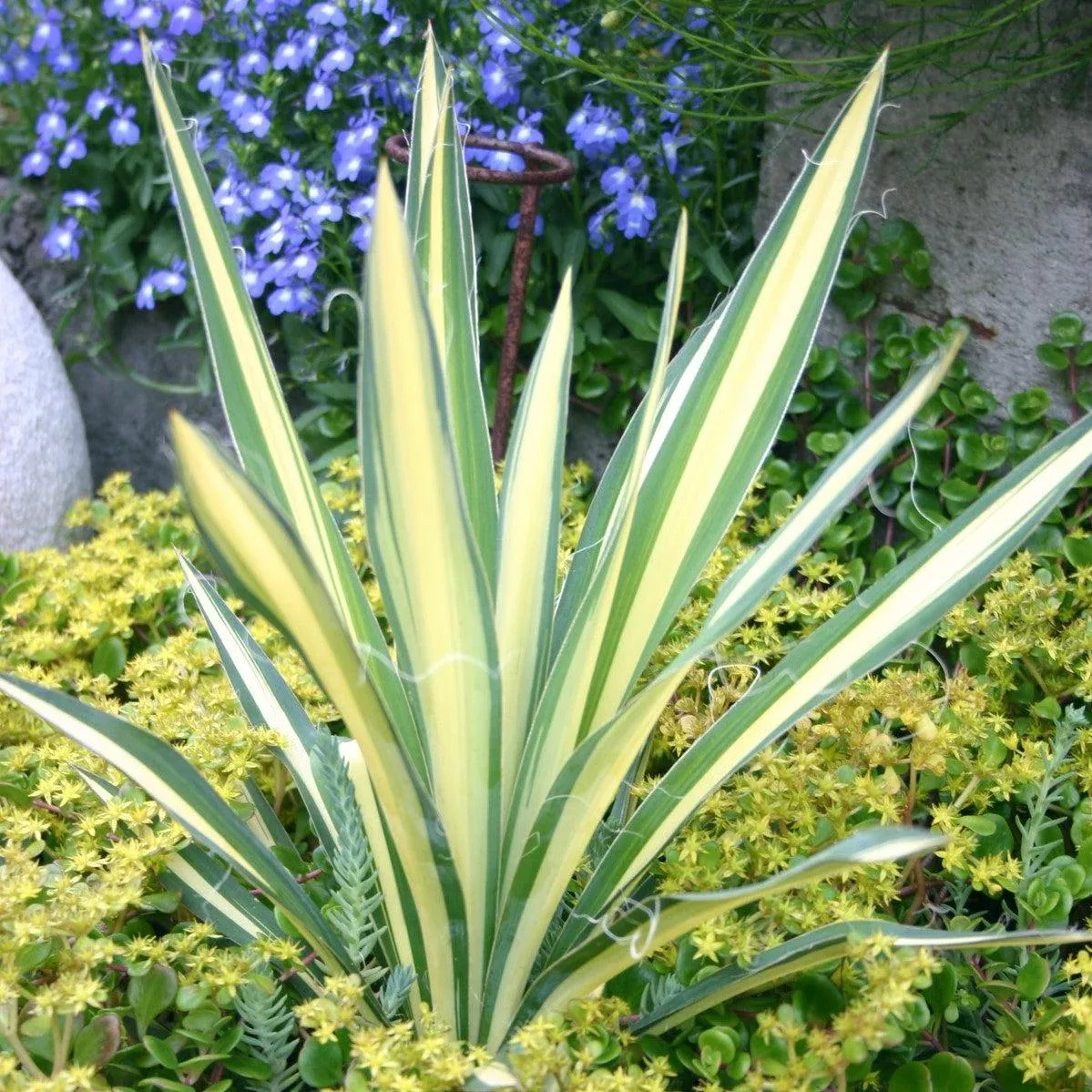 Yucca filamentosa 'Color Guard'- Color Guard Adam's Needle, Yucca