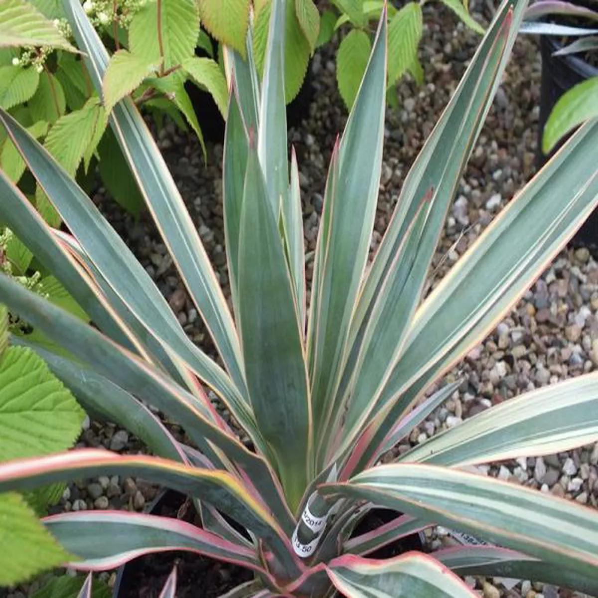 Yucca gloriosa Variegata