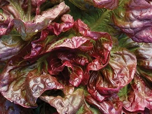 Yugoslavian Red Butterhead Lettuce