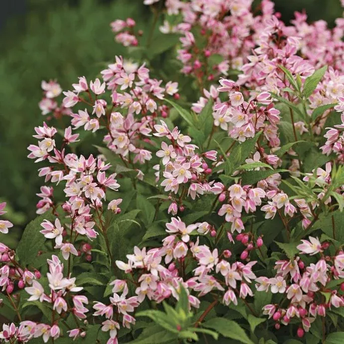 Yuki Cherry Blossom Deutzia