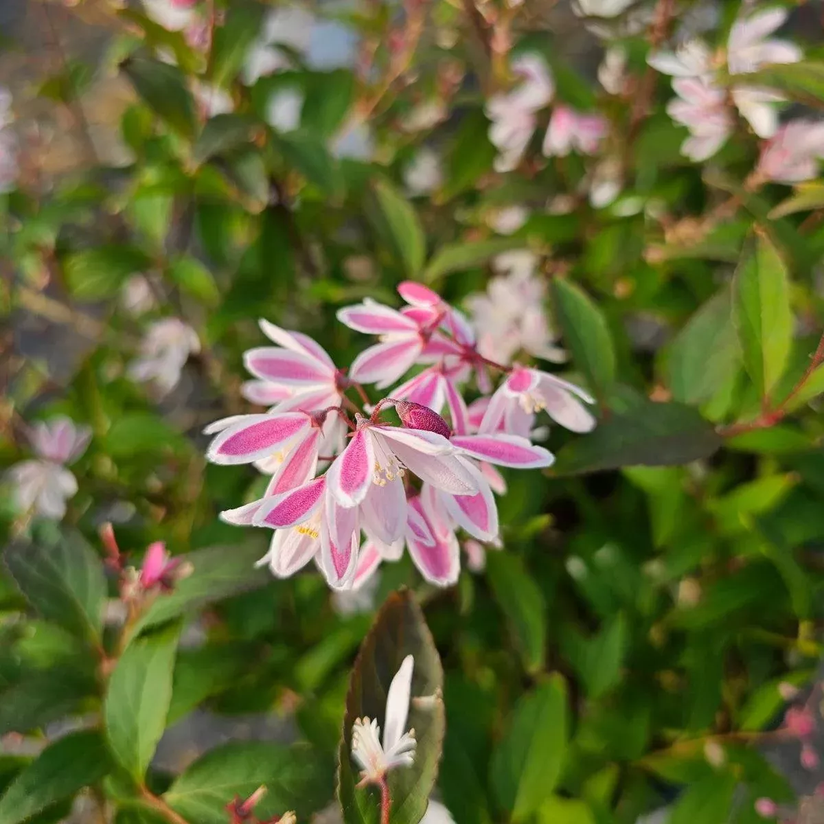Yuki Kabuki™ Deutzia