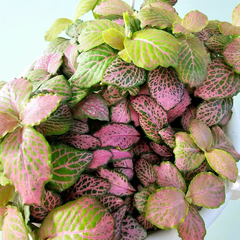 Zalm Ruby Lime Fittonia Plant Plug (Fittonia albivenis 'Zaim Ruby Lime') – Bold Red and Lime Green Veined Foliage. Perfect for Indoors