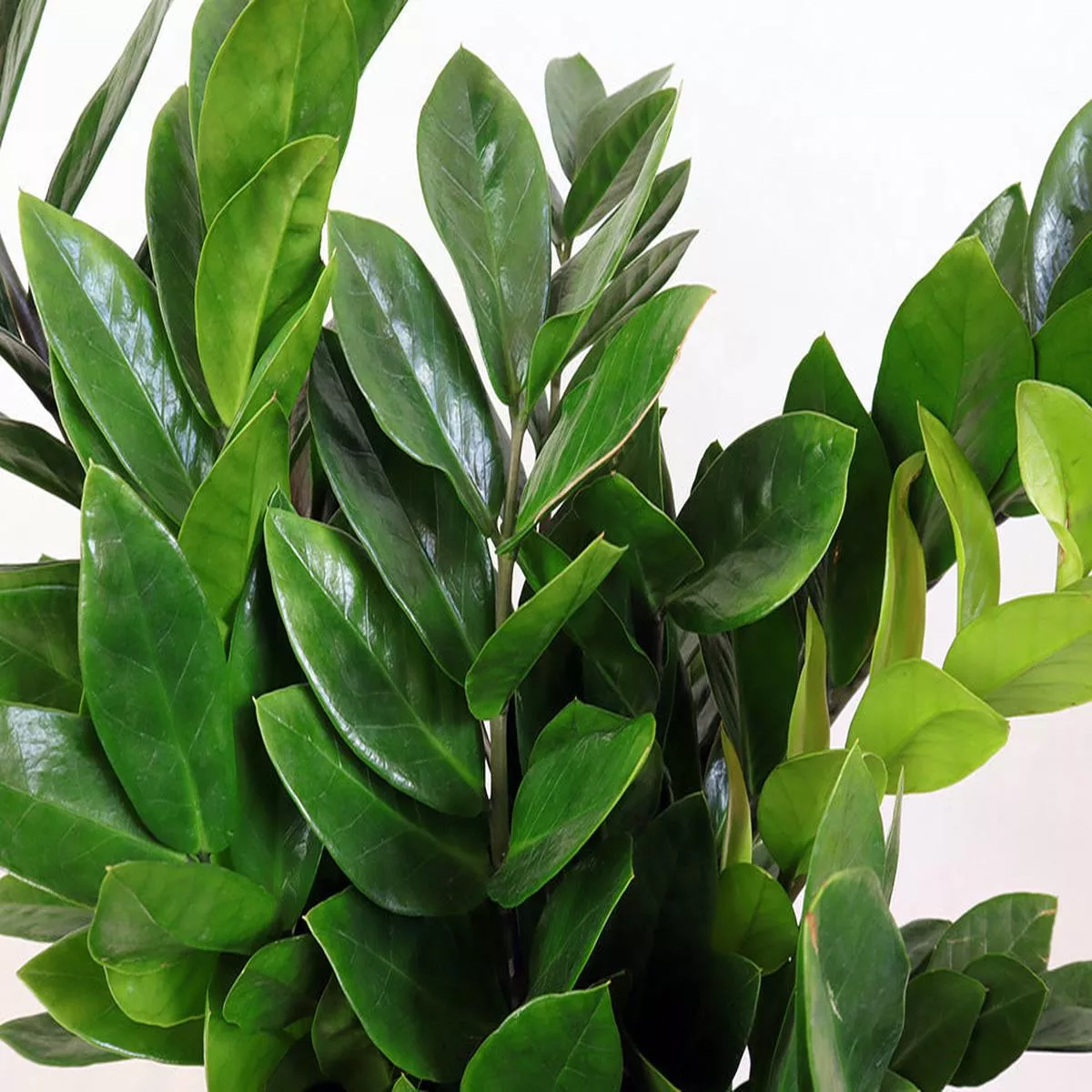 Zamioculcas zamiifolia