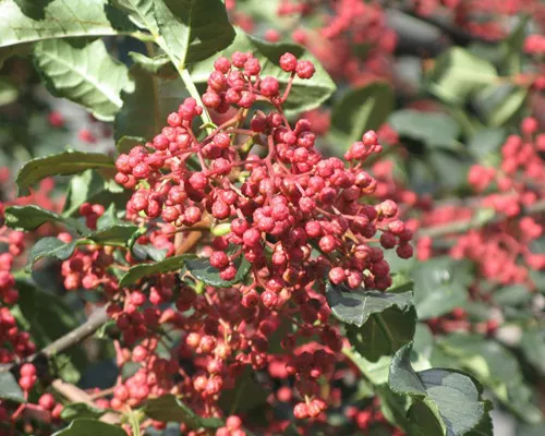 Zanthoxylum bungeanum / Sichuan Pepper / Huajiao / seeds