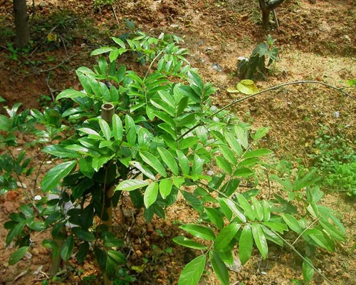Zanthoxylum planispinum seeds