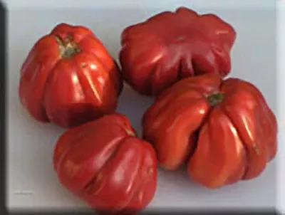 Zapotec Pleated Tomato