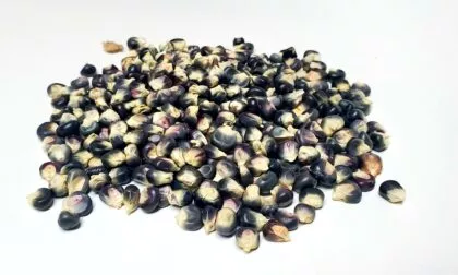 Zea Mays (Jerrey Peterson Blue Corn) – Non-Gmo Organic Seeds