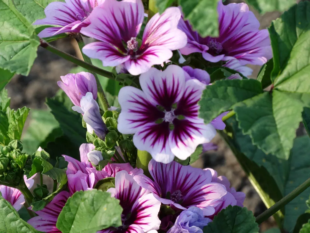 Zebrina (Malva sylvestris)