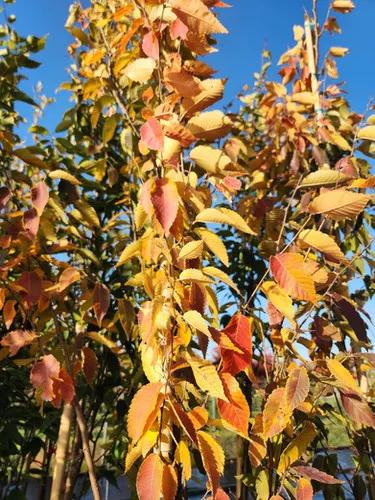 Zelkova serrata 'Musashino' / Musashino Zelkova