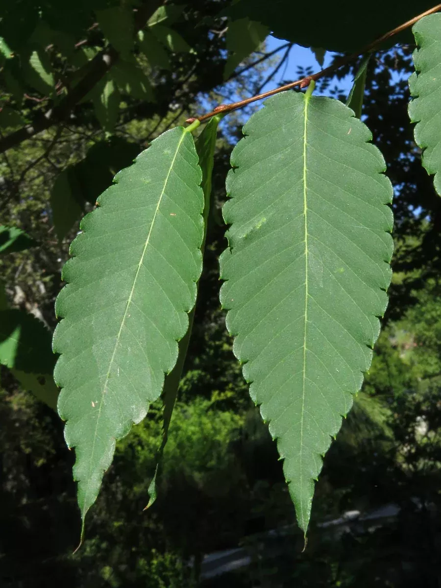 Zelkova serrata Seeds - Japanese Zelkova
