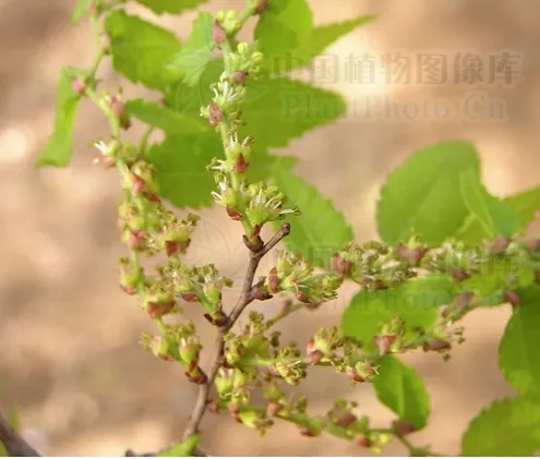 Zelkova serrata seeds