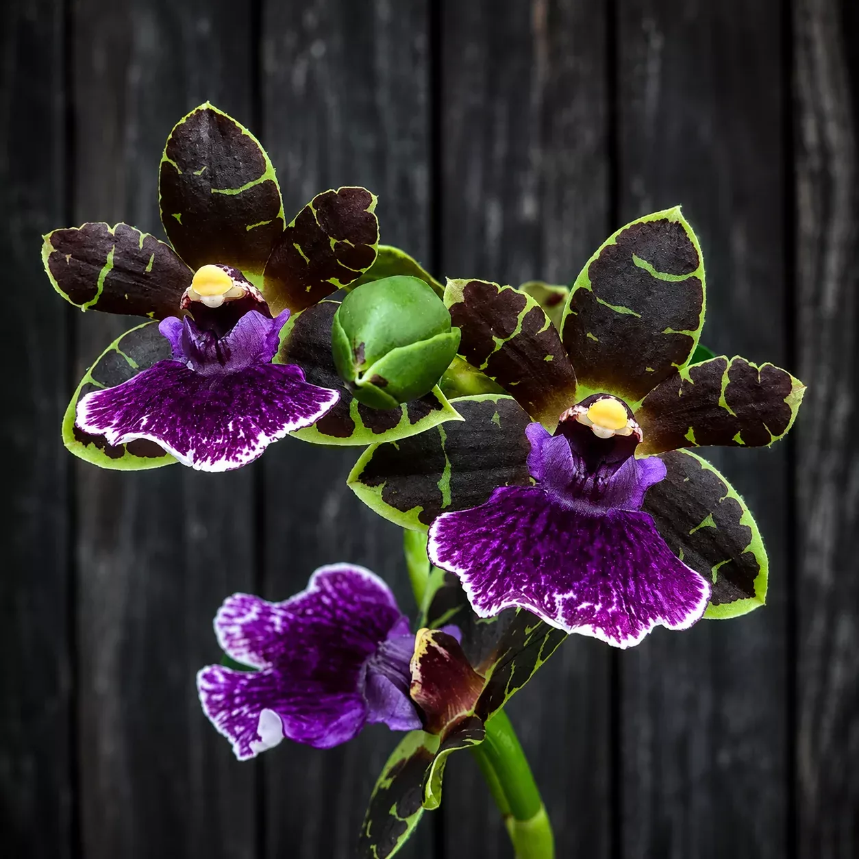 Zglm. Artur Elle 'Tombstone'