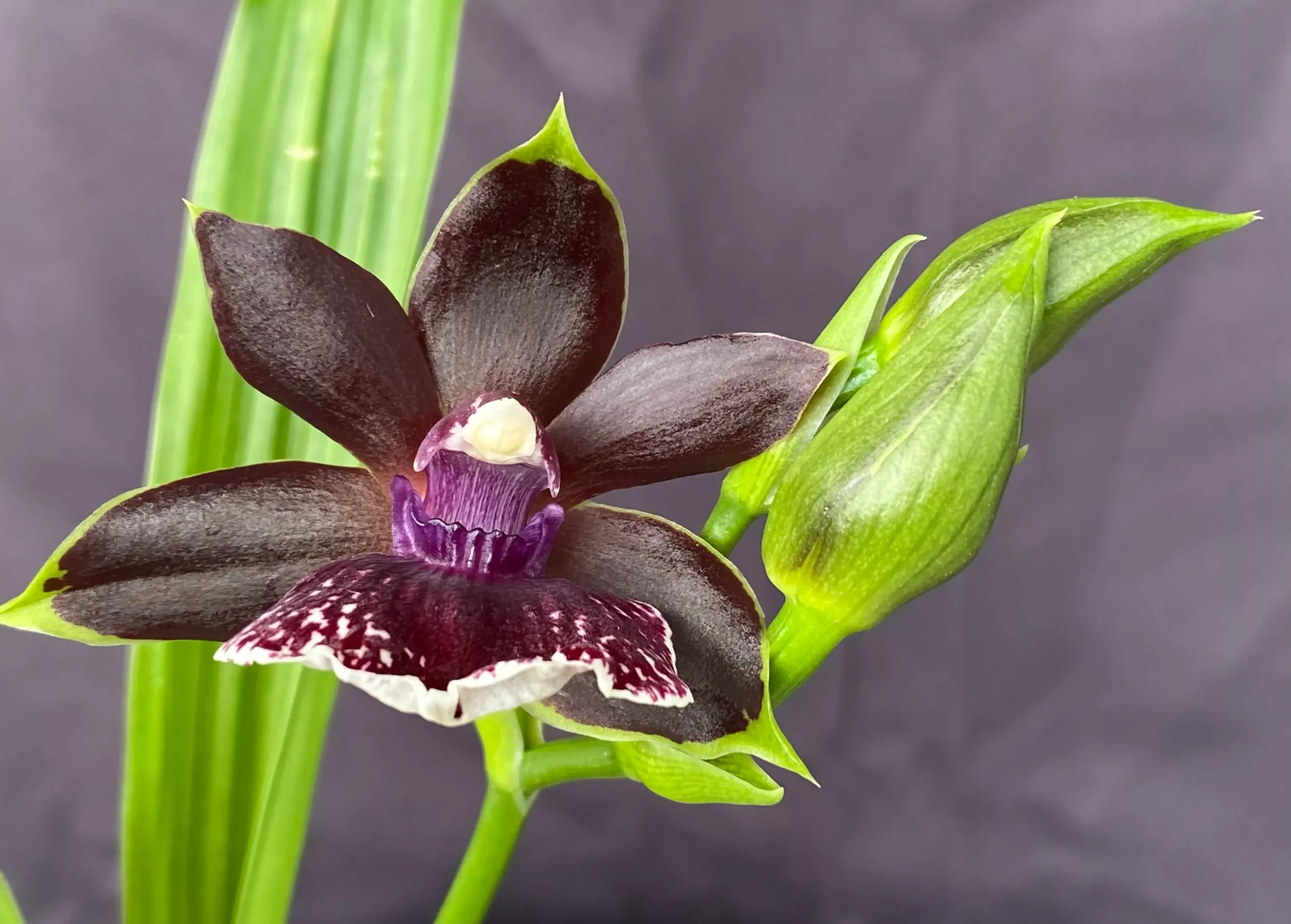 Zglm. Louisendorf 'Rhein Moonlight' x Z. Artur Elle