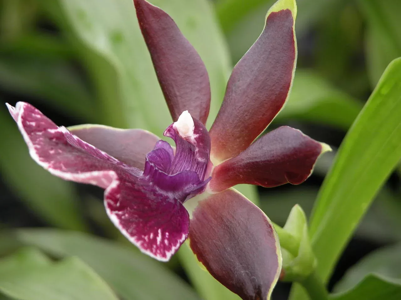 Zglm. Luisendorf 'Rhein Moonlight'