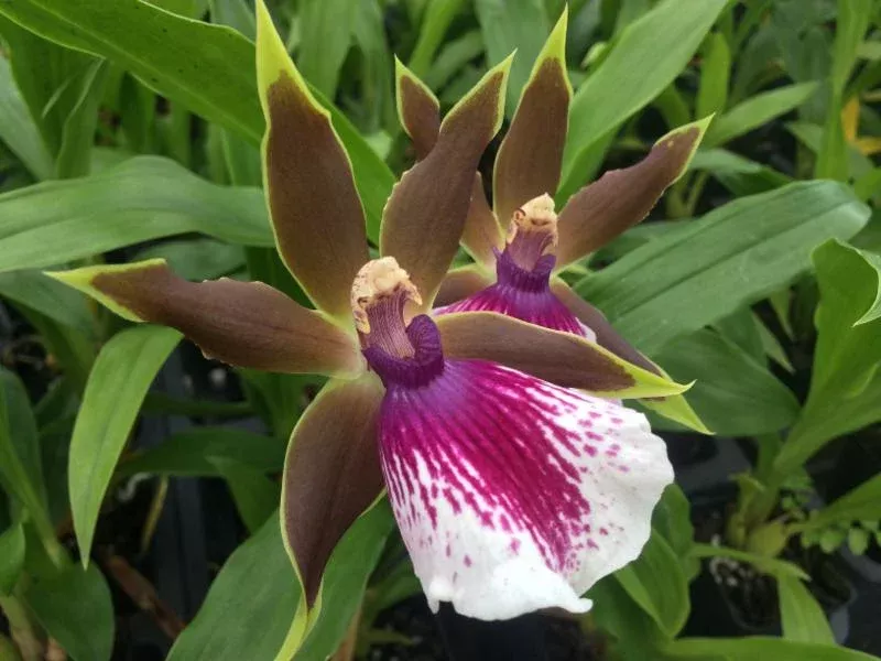 Zglm. Rhein Harlequin