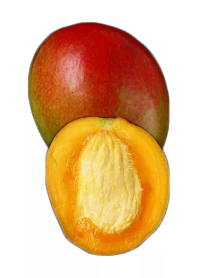 Zill Mango Tree