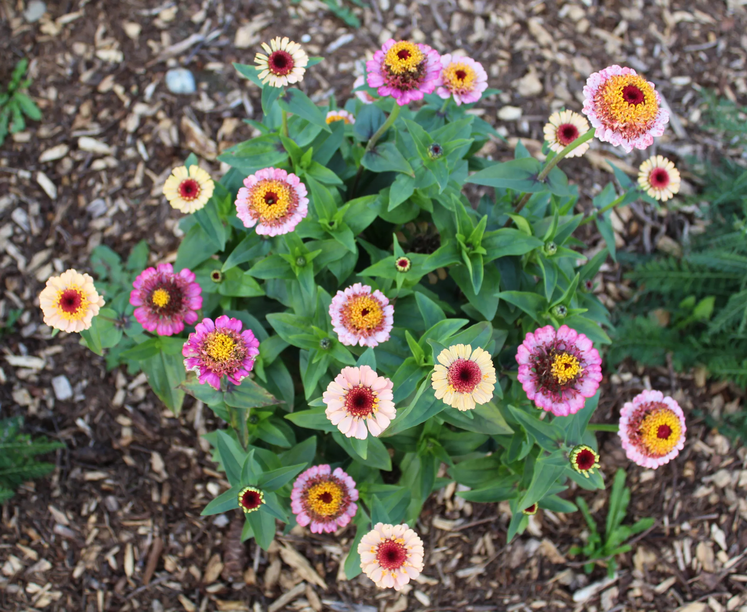 Zinnia, Elegant ‘Lilliput mix’