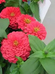 Zinnia Magellan