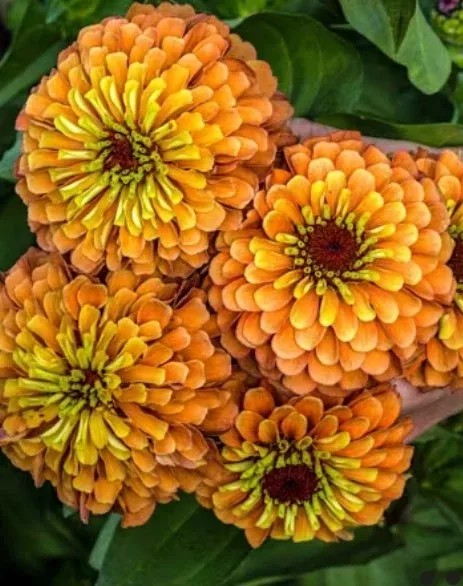 Zinnia Queeny Lime Orange