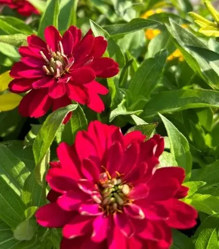 Zinnia Zydeco Cherry