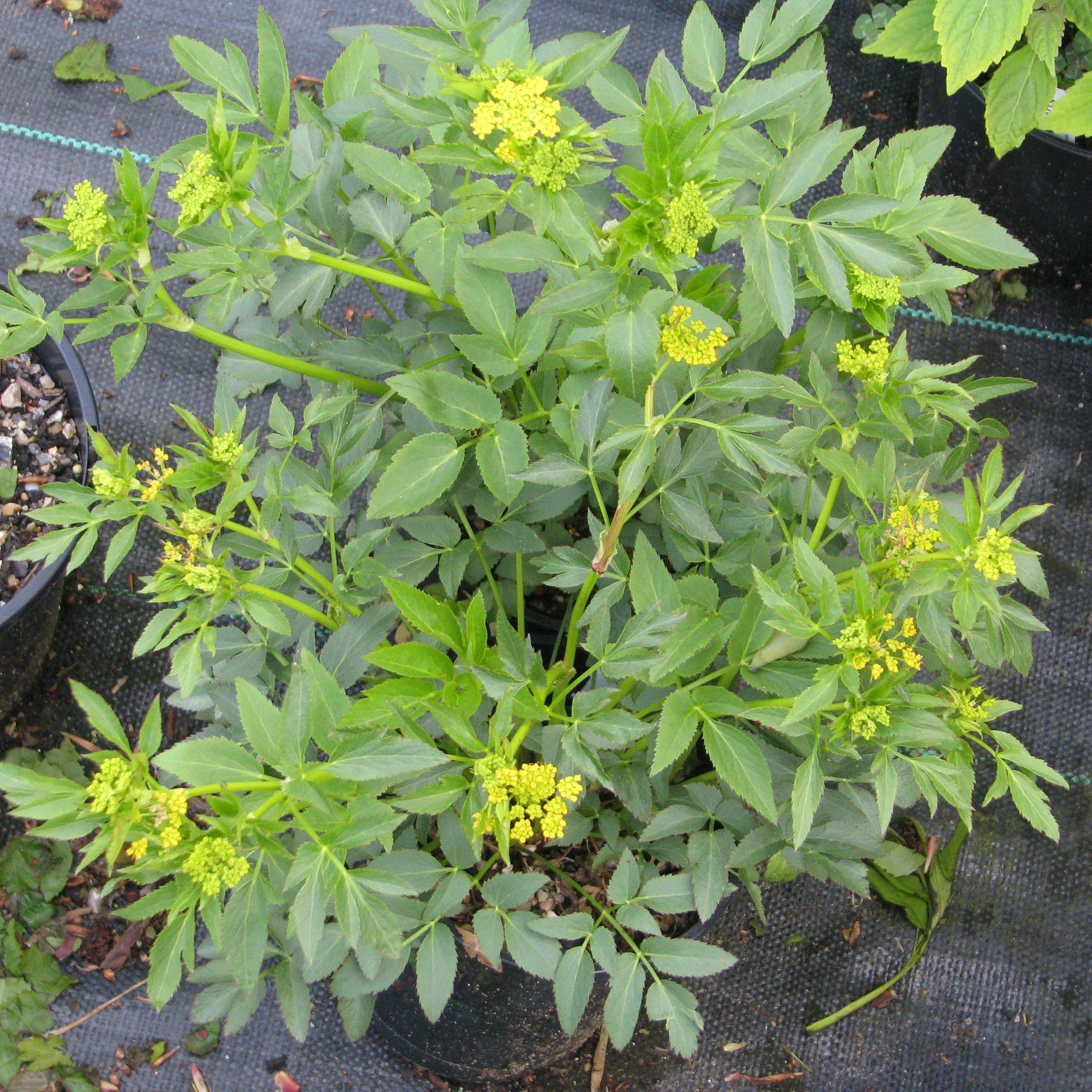 Zizia aurea- Golden Alexander