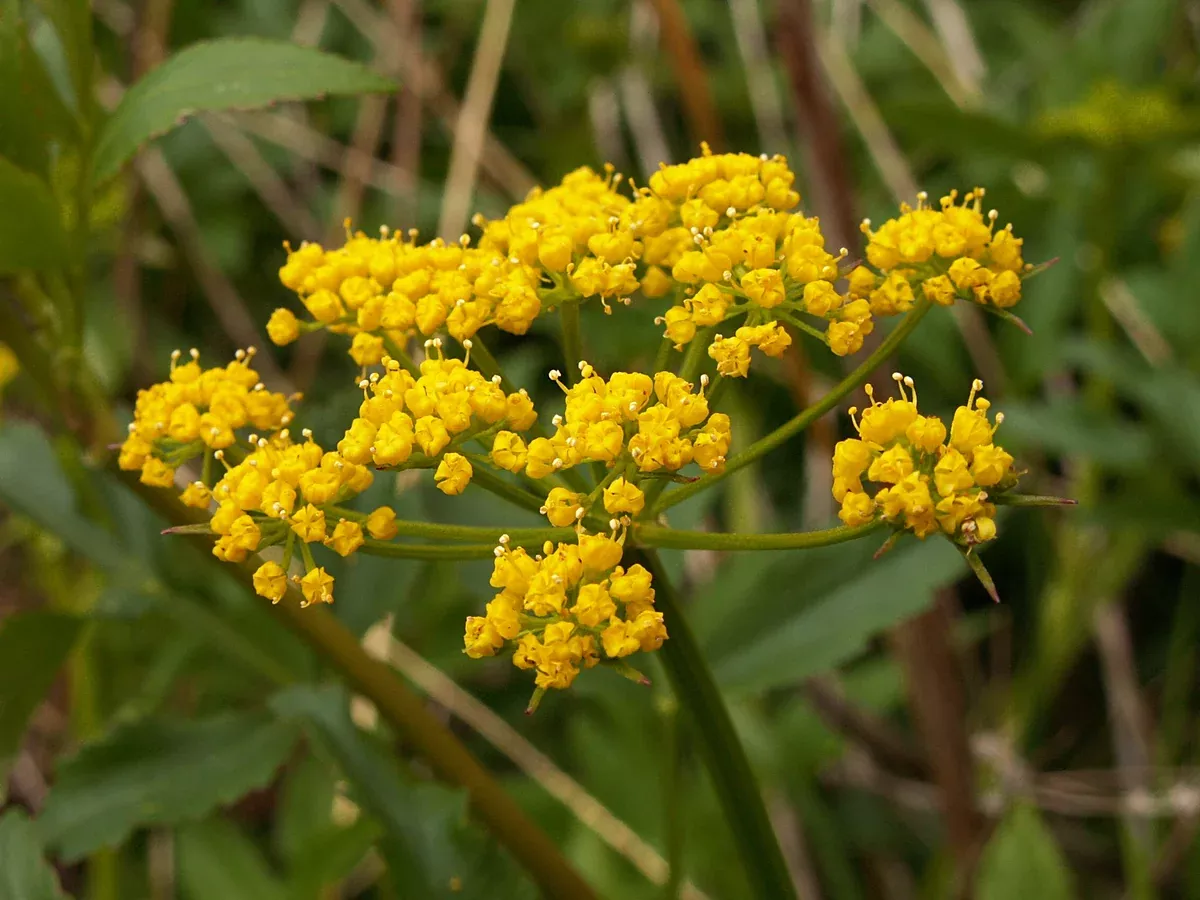 Zizia aurea Seeds - Golden Alexanders