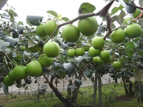 Ziziphus mauritiana/Cottony Jujube/Ber/Apple Siam/Bedara/Bedara China seeds