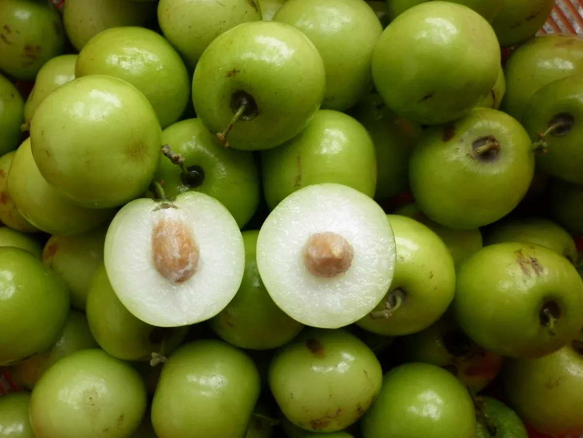 Ziziphus mauritiana Seeds - Indian Jujube