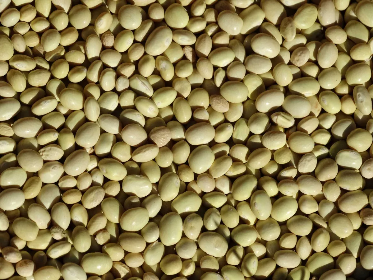 Zolfino Bean