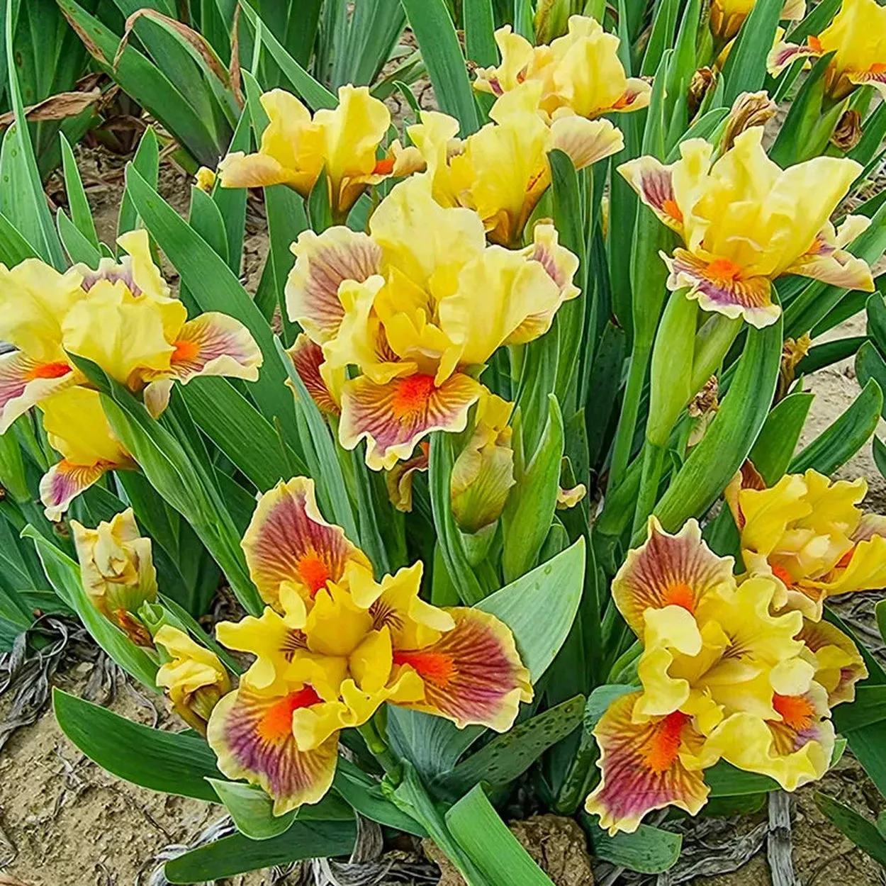 Zooboomafoo Dwarf Bearded Iris