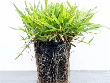 Zoysia Grass Plugs