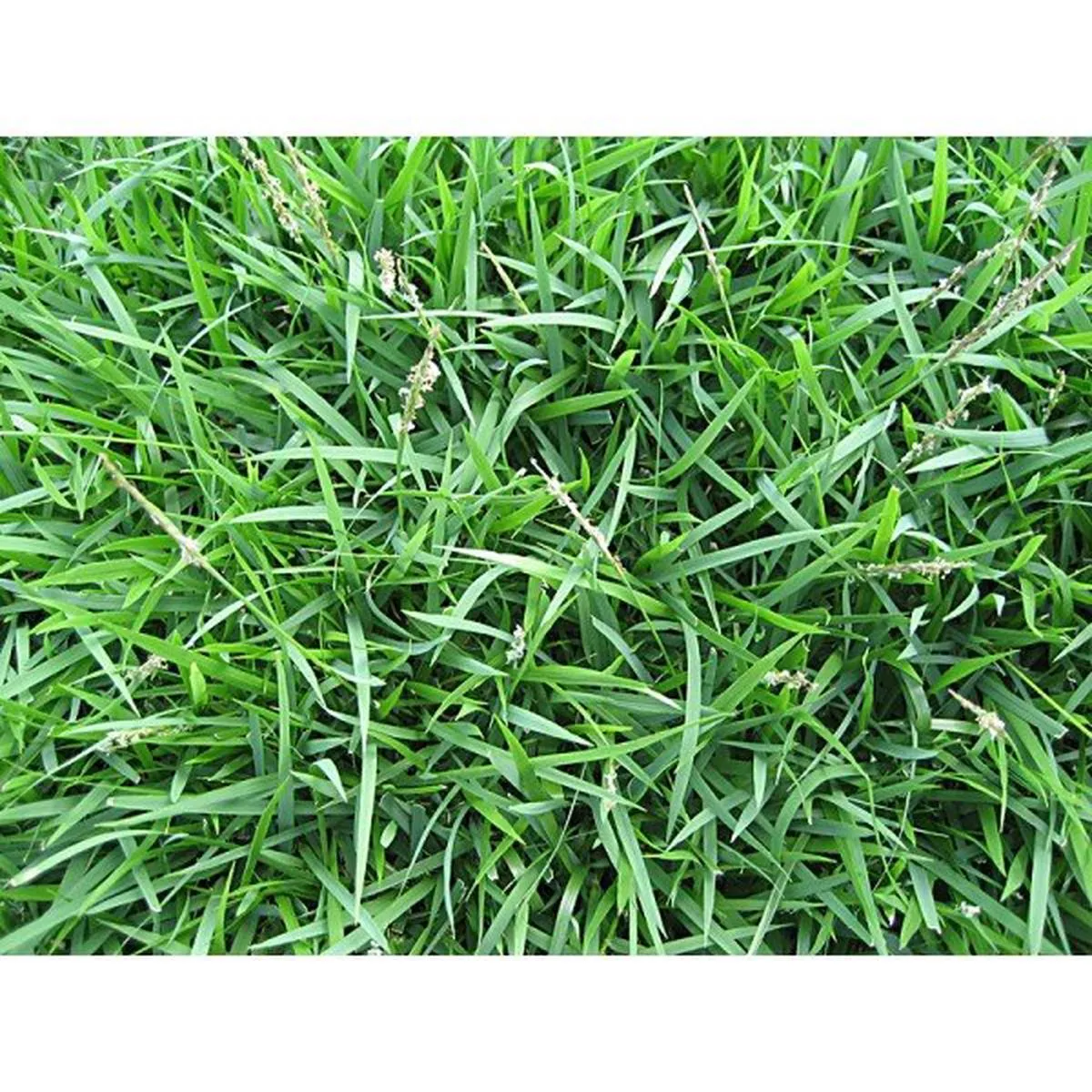 Zoysia grass