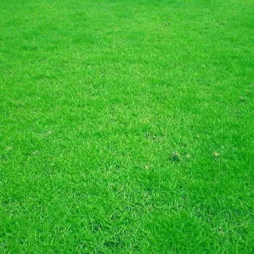 Zoysia japonica / Zoysia grass seeds
