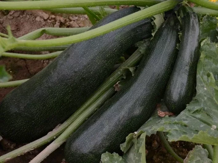 Zucchini - Black Beauty