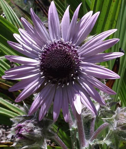 Zulu Warrior Berkheya Purpurea Seeds, Purple “Sunflower” Daisy BU0110