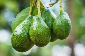 Zutano avocado