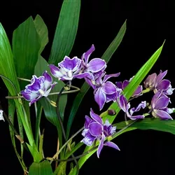 ZYGONISIA CYNOSURE Blue Birds