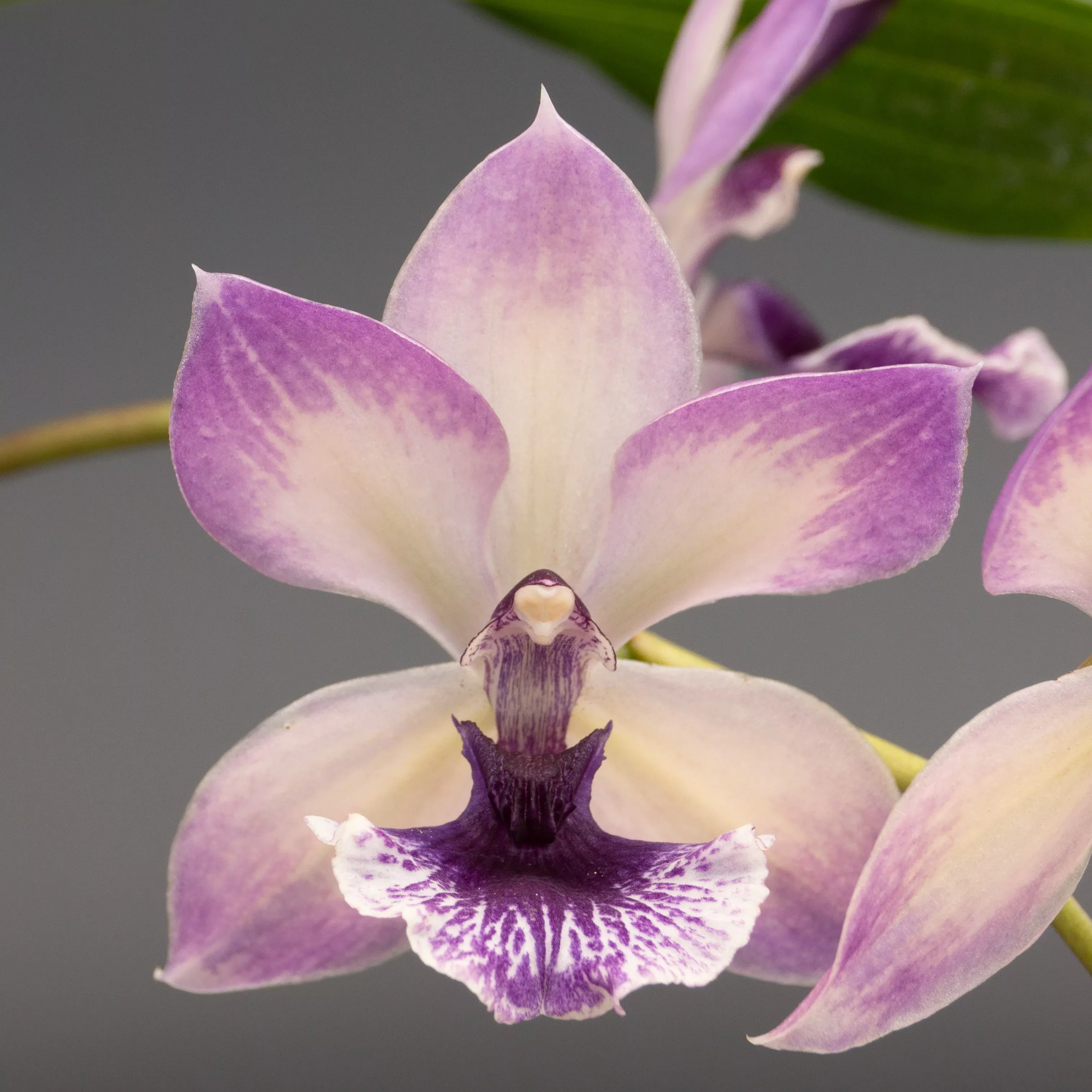 Zygonisia Cynosure 'Bluebird'